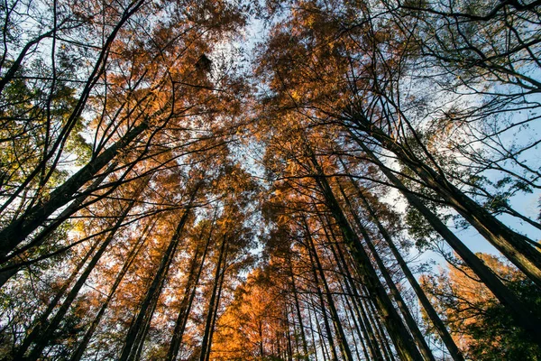 Metasequoia Floresta Folhas Outono Brilhando Laranja Luz Solar — Fotografia de Stock