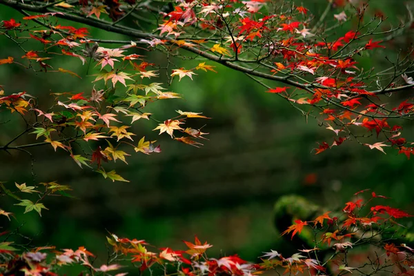 近照一张枫叶在秋天变红的照片 — 图库照片