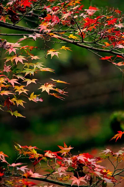 Feche Foto Uma Folha Bordo Que Ficou Vermelha Temporada Outono — Fotografia de Stock