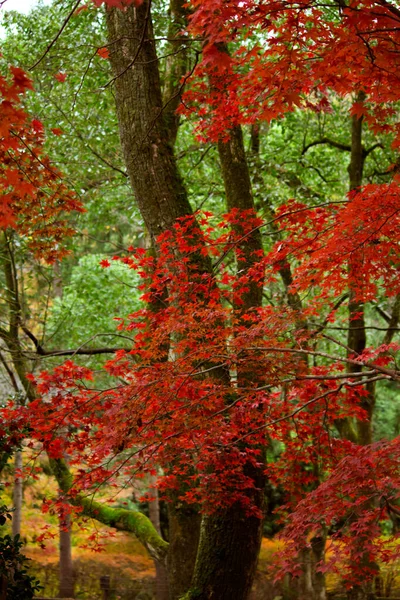 Parque Otoño Con Hojas Arce Rojo Brillante — Foto de Stock