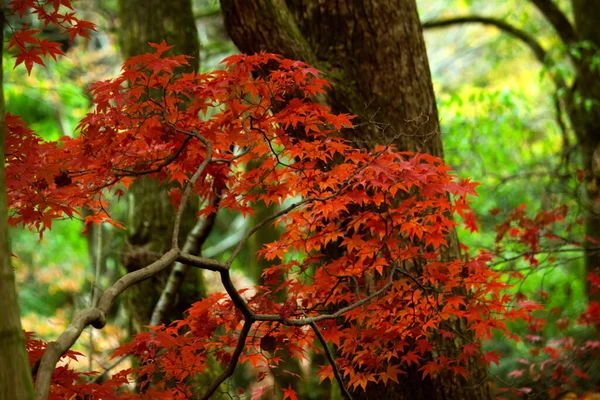 Jesienny Park Jasnoczerwonymi Liśćmi Klonu — Zdjęcie stockowe