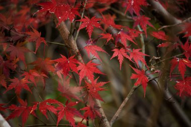 Sonbahar mevsiminde kırmızıya dönen bir akçaağaç yaprağının yakın fotoğrafını çek.