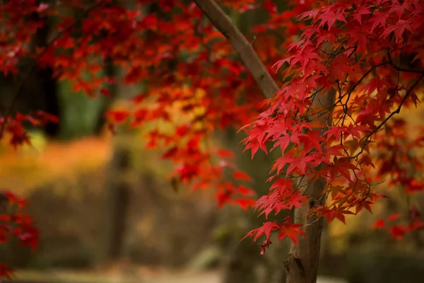 Herbstpark Mit Leuchtend Roten Ahornblättern — Stockfoto