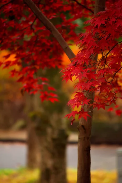 Parc Automne Aux Feuilles Érable Rouge Vif — Photo