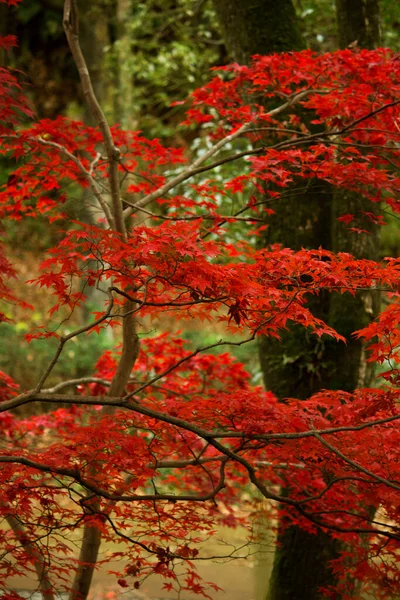 Parco Autunnale Con Foglie Acero Rosso Brillante — Foto Stock