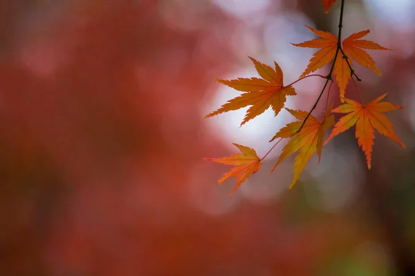 Close Photo Maple Leaf Turned Red Autumn Season — Stock Photo, Image