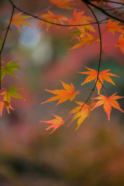 Nahaufnahme Eines Ahornblattes Das Sich Herbst Rot Färbte — Stockfoto