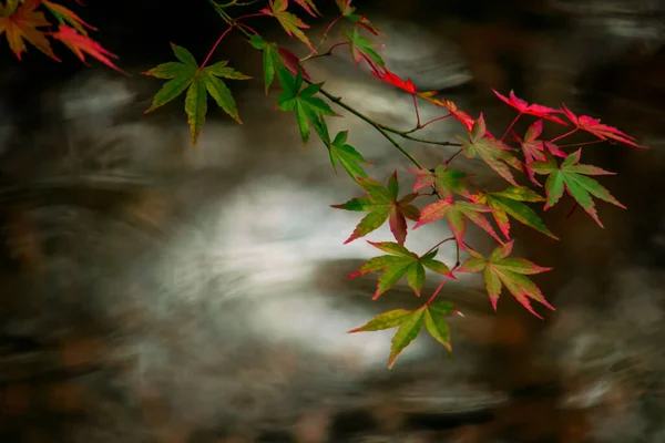 Nahaufnahme Eines Ahornblattes Das Sich Herbst Rot Färbte — Stockfoto