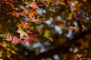 Sonbahar mevsiminde kırmızıya dönen bir akçaağaç yaprağının yakın fotoğrafını çek.