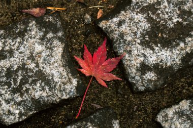 Taş kaldırıma düşen kırmızı renkli Japon akçaağacı yaprağı.
