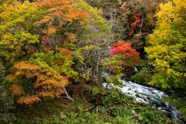 Akan Nehri 'nin güzel sonbahar manzarası Japonya' nın Hokkaido kentindeki Takimi Köprüsü 'nden görüldü.