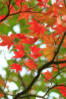 Sonbahar mevsiminde kırmızıya dönen bir akçaağaç yaprağının yakın fotoğrafını çek.