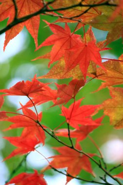 Sonbahar mevsiminde kırmızıya dönen bir akçaağaç yaprağının yakın fotoğrafını çek.