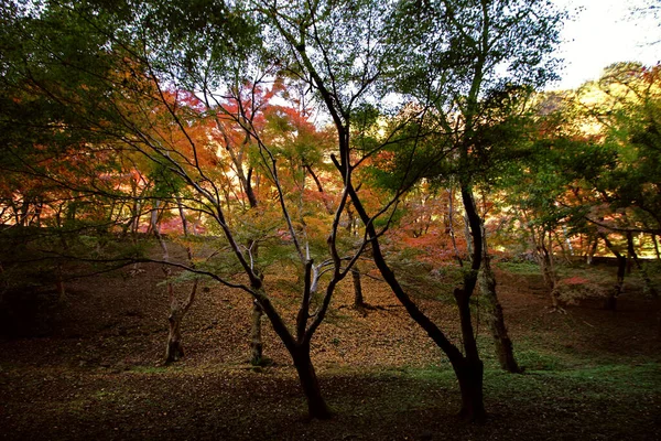 Hermoso Paisaje Otoño Borde Carretera —  Fotos de Stock