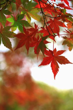 Sonbahar mevsiminde kırmızıya dönen bir akçaağaç yaprağının yakın fotoğrafını çek.