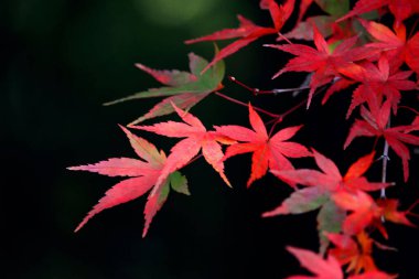 Sonbahar mevsiminde kırmızıya dönen bir akçaağaç yaprağının yakın fotoğrafını çek.
