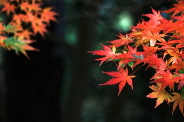 Sonbahar mevsiminde kırmızıya dönen bir akçaağaç yaprağının yakın fotoğrafını çek.