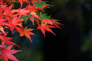Sonbahar mevsiminde kırmızıya dönen bir akçaağaç yaprağının yakın fotoğrafını çek.