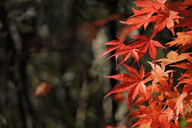 Sonbahar mevsiminde kırmızıya dönen bir akçaağaç yaprağının yakın fotoğrafını çek.