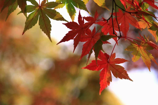 Close Photo Maple Leaf Turned Red Autumn Season — Stock Photo, Image