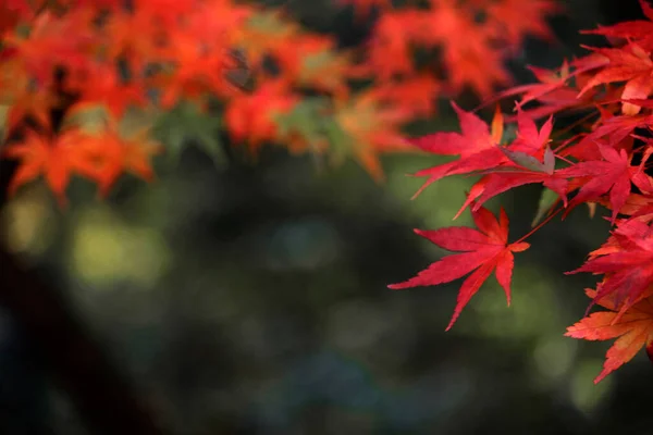 Zamknij Zdjęcie Liścia Klonu Który Stał Się Czerwony Sezonie Jesiennym — Zdjęcie stockowe