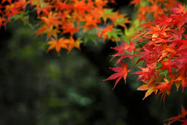 Foto Cerca Una Hoja Arce Que Puso Roja Temporada Otoño —  Fotos de Stock