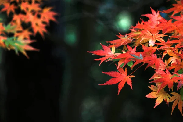 Sonbahar mevsiminde kırmızıya dönen bir akçaağaç yaprağının yakın fotoğrafını çek.