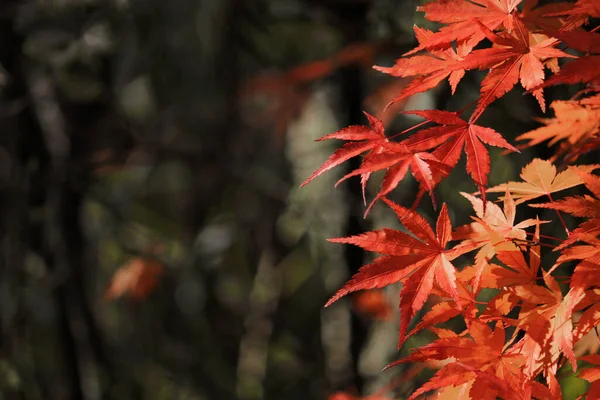 Sonbahar mevsiminde kırmızıya dönen bir akçaağaç yaprağının yakın fotoğrafını çek.