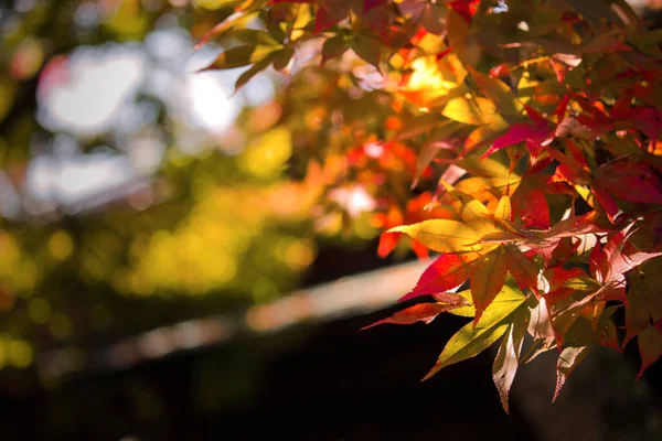 Sonbahar Mevsiminde Kırmızıya Dönen Bir Akçaağaç Yaprağının Yakın Fotoğrafını Çek — Stok fotoğraf