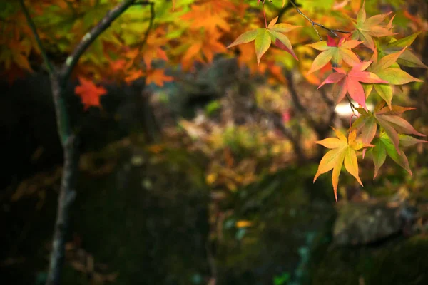 Nahaufnahme Eines Ahornblattes Das Sich Herbst Rot Färbte — Stockfoto