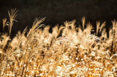 Japon otlakları sabah güneşinde altın gibi parlayan otlaklar.