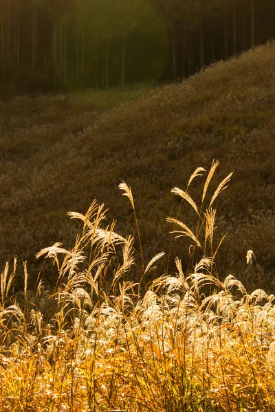 Pampas Giapponesi Erba Prati Che Splende Oro Sole Del Mattino — Foto Stock