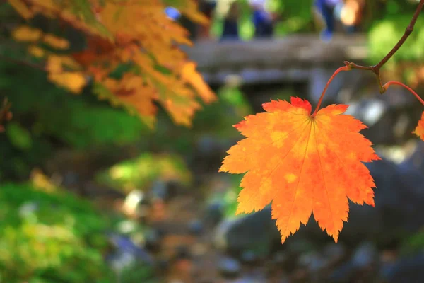 Single Leaf Maple Leaf Called Acer Japonicum Colored Orange — Stock Photo, Image