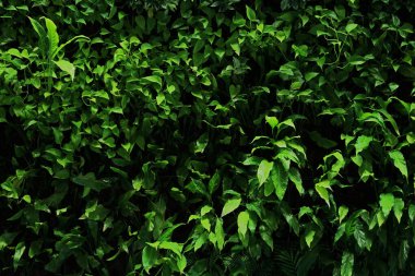 Bir bitki duvarının yakın plan fotoğrafı.