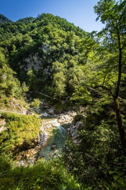Slovenya 'daki Vintgar Vadisi manzarası. Berrak bir dağ nehri, yemyeşil orman ve dik kireçtaşı duvarlarla çevrili dar kayalık bir kanyondan akar. Taze yaz ışığı ve canlı bitki örtüsü barışçıl ve ferahlatıcı bir doğal ortam yaratır.
