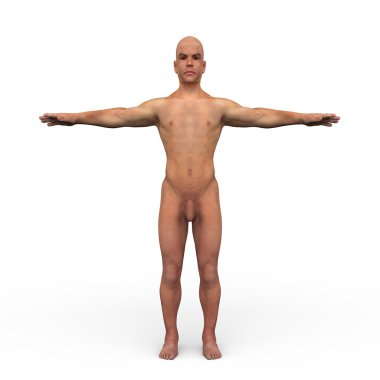 erkek anatomisi