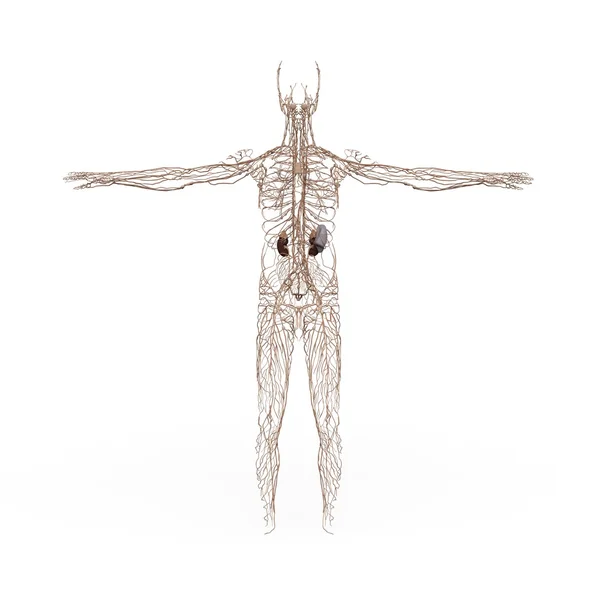 Anatomia maschile Sistema linfatico — Foto Stock