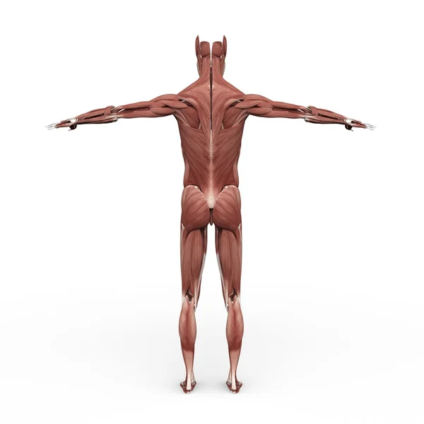 Male Anatomy Muscular back — Stock Photo, Image