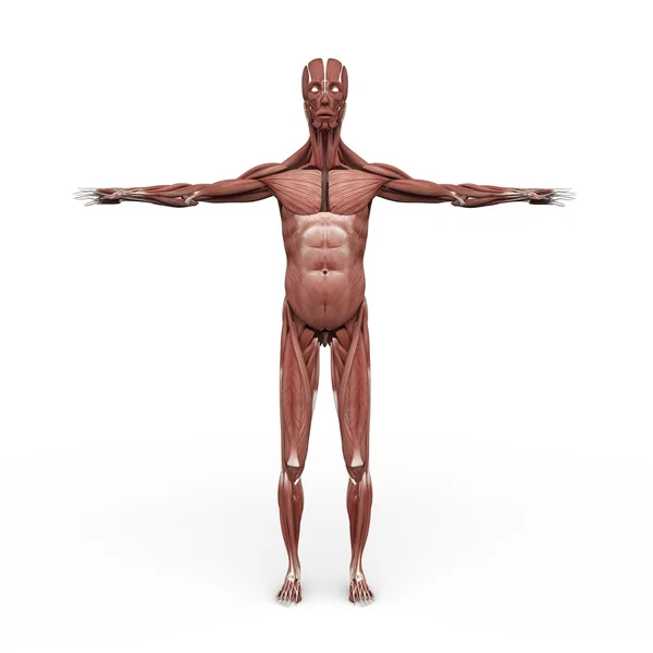 Male Anatomy Muscular front — Stock Photo, Image