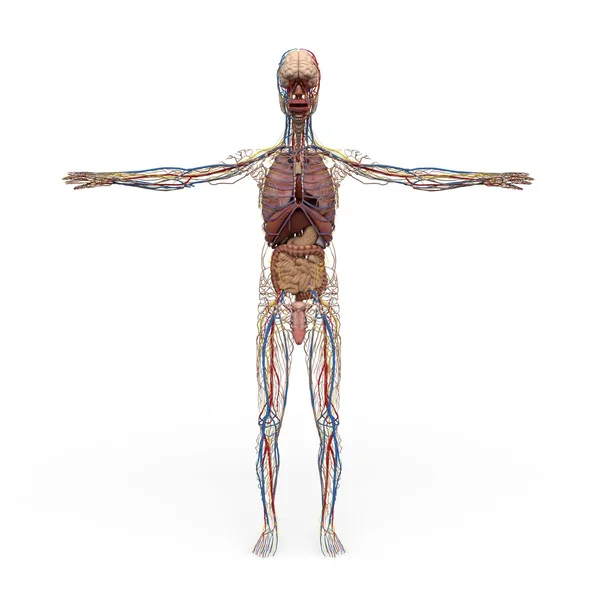 Anatomia maschile — Foto Stock