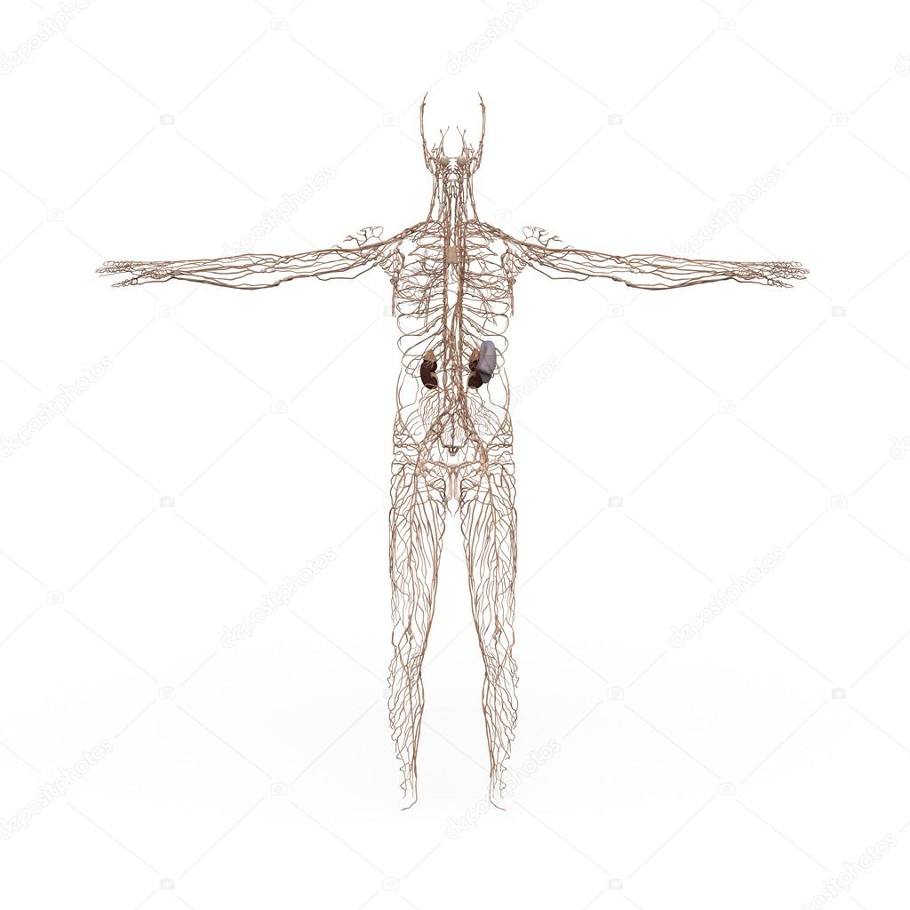 Male Anatomy Lymphatic System