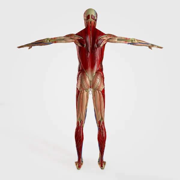 Anatomy tillbaka platsen — Stockfoto