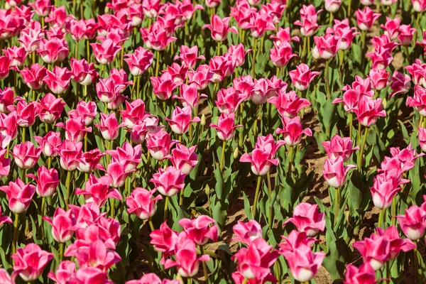 Frühling Hintergrund Mit Rosa Tulpen Blumen Wunderschönes Blühendes Tulpenfeld Frühlingszeit — Stockfoto