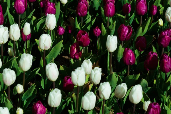 Fondo Primavera Con Tulipanes Blancos Morados Campo Hermosos Tulipanes Florecientes —  Fotos de Stock