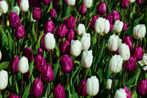 Fondo Primavera Con Tulipanes Blancos Morados Campo Hermosos Tulipanes Florecientes —  Fotos de Stock