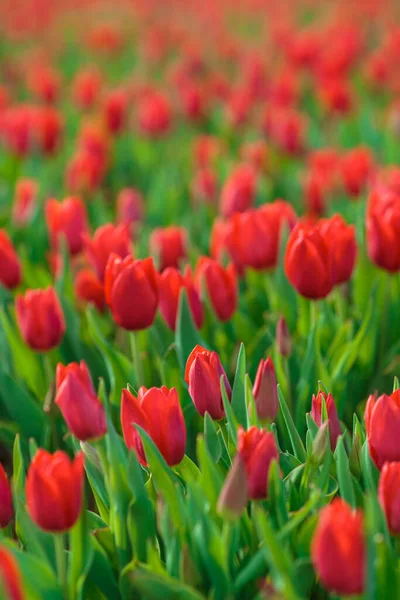 Fondo Primavera Con Flores Tulipanes Rojos Hermoso Campo Tulipanes Flor — Foto de Stock