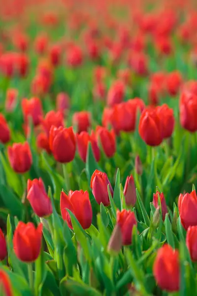 Frühling Hintergrund Mit Roten Tulpen Blumen Wunderschönes Blühendes Tulpenfeld Frühlingszeit — Stockfoto