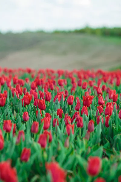 Fondo Primavera Con Fiori Tulipani Rossi Bellissimo Campo Tulipani Fiore — Foto Stock