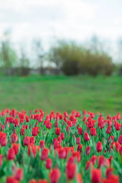 Wiosenne Tło Czerwonymi Tulipanami Kwiaty Piękne Pole Tulipanów Kwiatowych Wiosna — Zdjęcie stockowe