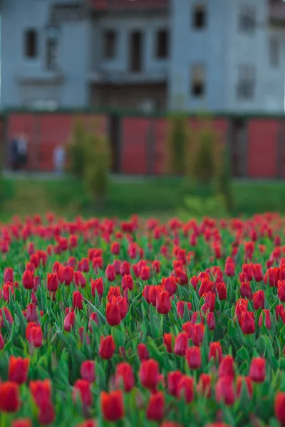 Fondo Primavera Con Fiori Tulipani Rossi Bellissimo Campo Tulipani Fiore — Foto Stock